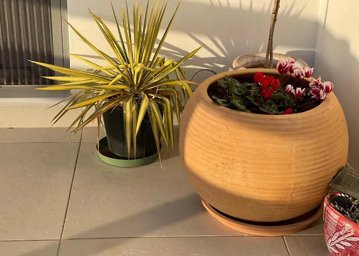 فيلة Shaunagh's Place